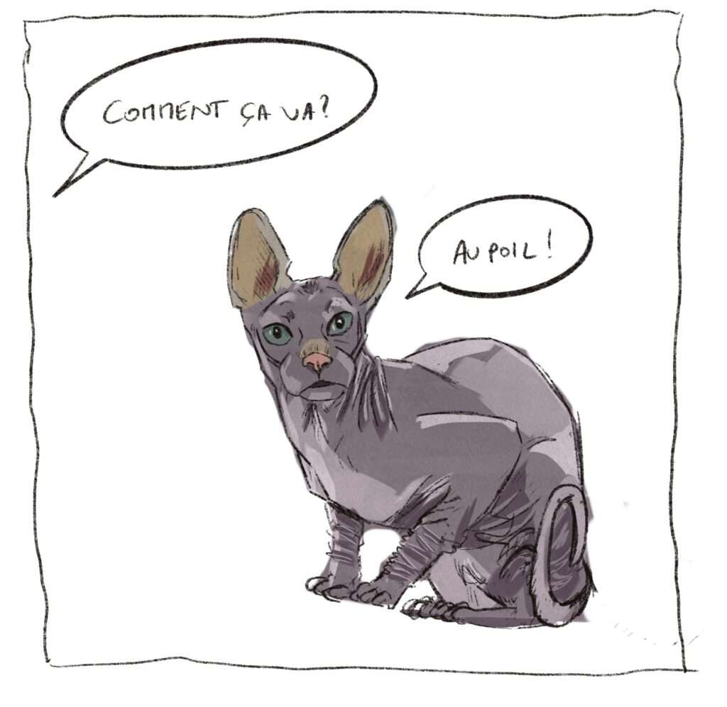Dessin d’un chat sans poil